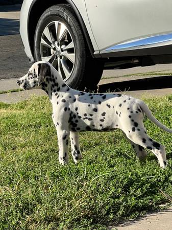 Dalmatian (Sacramento)63848769325955120