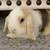 Rehoming Bunny 2 thumbnail