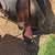 Horse Saddle- 4 Saddles Available Western and English 7 thumbnail