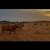 Crossbred cows 4 thumbnail