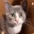 neutered male kitten 3 thumbnail