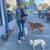 Experienced and Loving Dog-Walker and Pet-Sitter 7 thumbnail