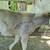 Silver dapple pony colt 5 thumbnail