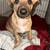 Chihuahua mix 2 thumbnail