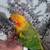 SUN CONURE 2 thumbnail