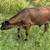 Bull Calf 2 thumbnail