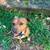 Beautiful female Boxer/bully mix 4 thumbnail