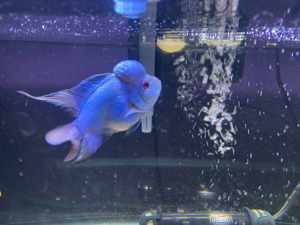 Blue Thai Silk Flowerhorn 1