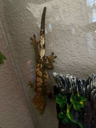 Male Crested Gecko (Antioch)63477494144769121