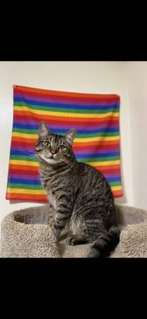 Dos gatos atigrados (Goose Hollow)63842373460867121