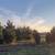 White Pine Trees Balled and Burlapped 8 thumbnail