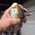 Handfed tame parakeet 2 thumbnail