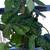 Plants 1 thumbnail