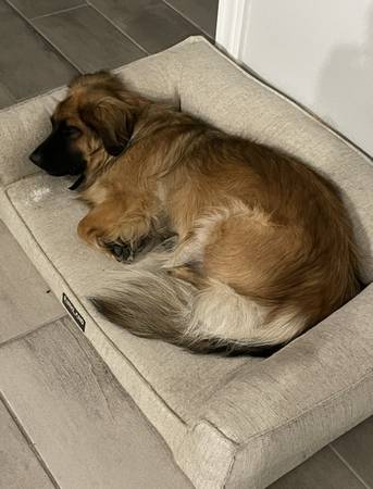 6 year old Bassett German shepherd mix (Cameron)63839345435907122