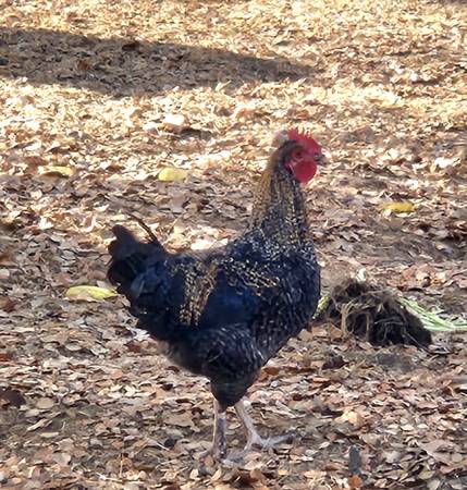 Rooster 1