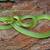 ***  Smooth Green (O. vernalis)  Snake - Wanted  *** 1 thumbnail