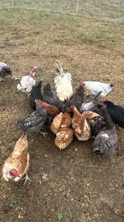 2 first year Isa Brown hens 1