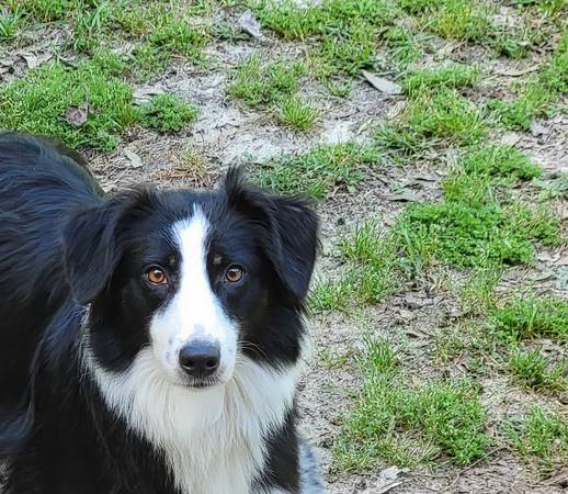 2 Australian Shepherds to good home (Andalusia, AL)63791210629507120