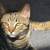 Comfy Pet Solutions -- New Services! 2 thumbnail