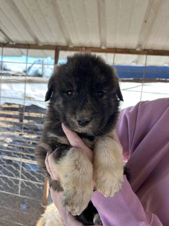 Livestock Guardians 1