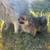 Pom pup 1 thumbnail