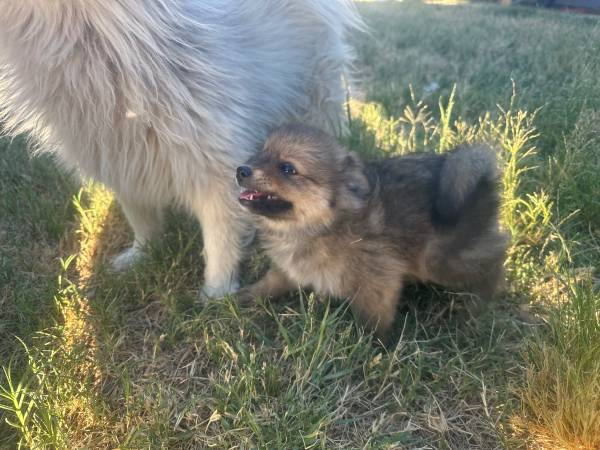 Pom pup 1