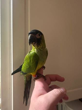 Green Cheek and Nanday Conure63831802639361124