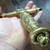 Late 1700's - Early 1800's Presentation Hunting Sword; Sabre, Saber 12 thumbnail