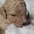 Multi-generational goldendoodle 11 thumbnail