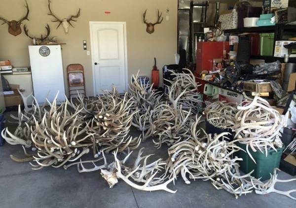 Deer Antlers Horns Racks of ALL KINDS Wanted 1