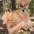 ISO These chicken breeds!! 18 thumbnail