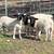 5 meat-type SHEEP Open Today! young sheep rams 3 thumbnail