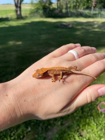 Hatchling crested geckos (Butler)63280374052993121