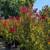 Crepe Myrtle 15 thumbnail
