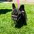 Frenchie pups 2 thumbnail