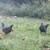 Pullets/ young hens 2 thumbnail