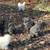 Silkie Chickens $50 per - 14 birds total 2 thumbnail
