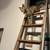 Exotic Savannah cat 15 thumbnail