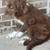 Standard AussiePoo Pups 2 thumbnail