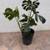 Tropical Houseplants 6 thumbnail