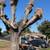 ✅AA PRO Gardening, Landscaping, Trees, Clean Ups, more. Reliable ✅ 23 thumbnail