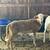 Katahdin rams 2 thumbnail