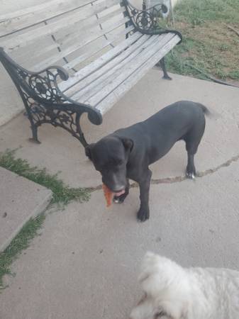 Female black Labrador572759304087818241