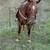 Horse 4 thumbnail