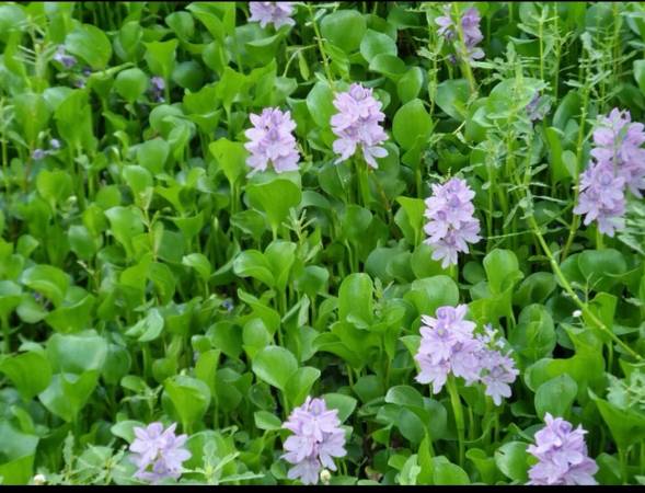 Looking for Water Hyacinths 1