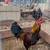 Roosters 11 thumbnail
