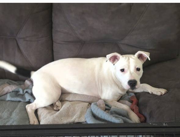 Pitbull 1
