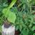 Gingers, Lilies, Bromiliads, Swiss Cheese (see list various prices) 4 thumbnail