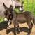 Baby Mini Donkeys 2 thumbnail