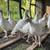Turkeys 3 thumbnail